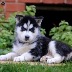 Siberian Husky