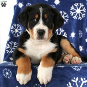 Greater Swiss Mountain Dog