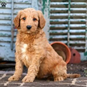 Labradoodle-Miniature