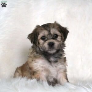 Havanese