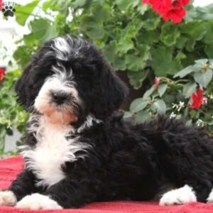 Bernedoodle