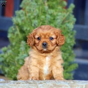 Cavalier King Charles Spaniel