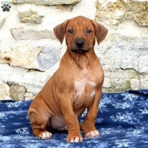 Rhodesian Ridgeback