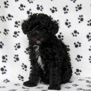 Toy Poodle Mix