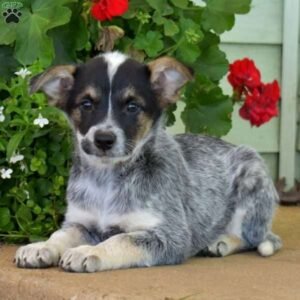 Blue Heeler Mix