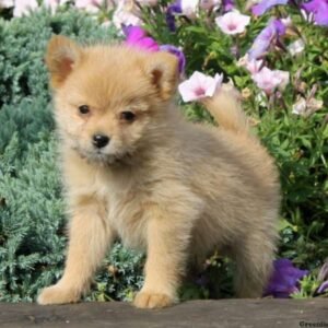 Pomeranian Mix