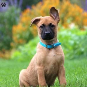 Belgian Malinois Mix