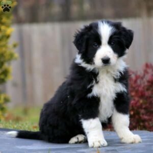 Border Collie