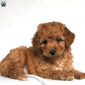 Miniature Poodle