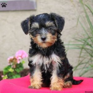 Yorkie Mix