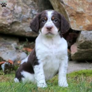 English Springer Spaniel