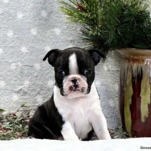 Boston Terrier