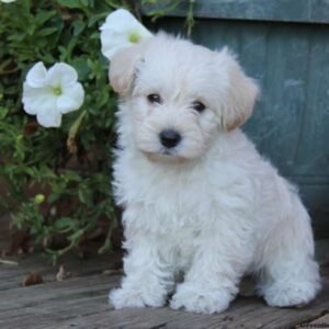 Westiepoo