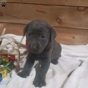 Charcoal Labrador Retriever