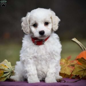 Cavachon