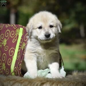 Great Pyrenees