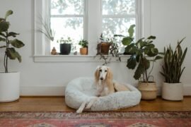 kennel free