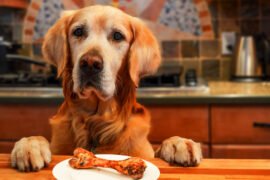 dog with bone