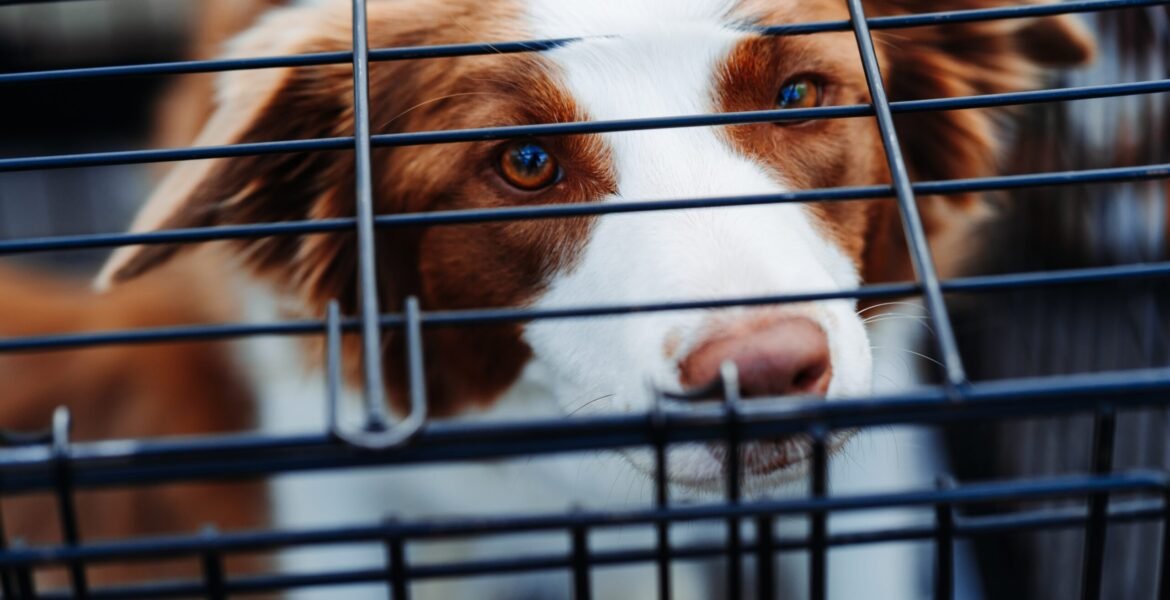 good crate dog