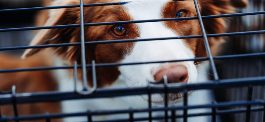 good crate dog