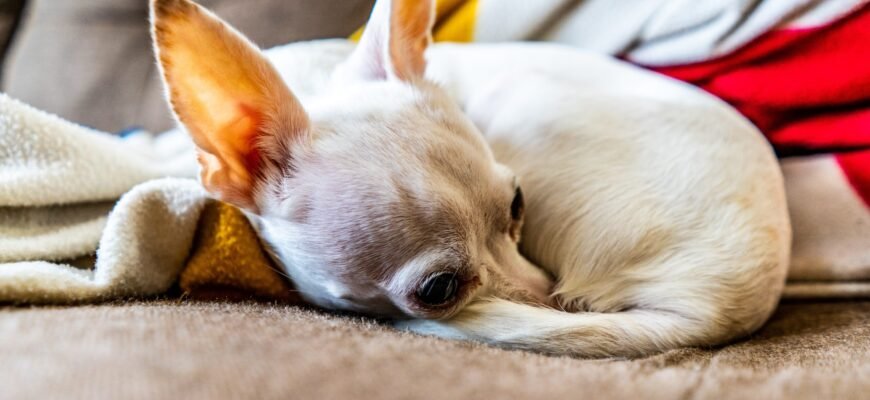 puppy resting